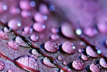 ¿Existe la muerte? ¿Qué es la vida?